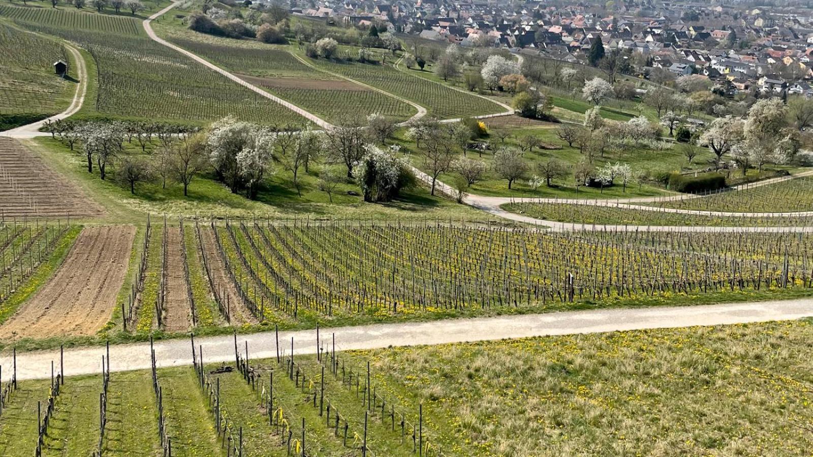 Landgasthof Rebstock Weil Am Rhein / Basel Otel Dış mekan fotoğraf