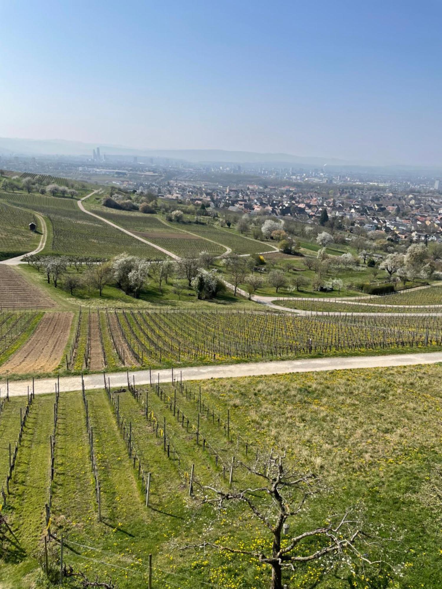 Landgasthof Rebstock Weil Am Rhein / Basel Dış mekan fotoğraf
