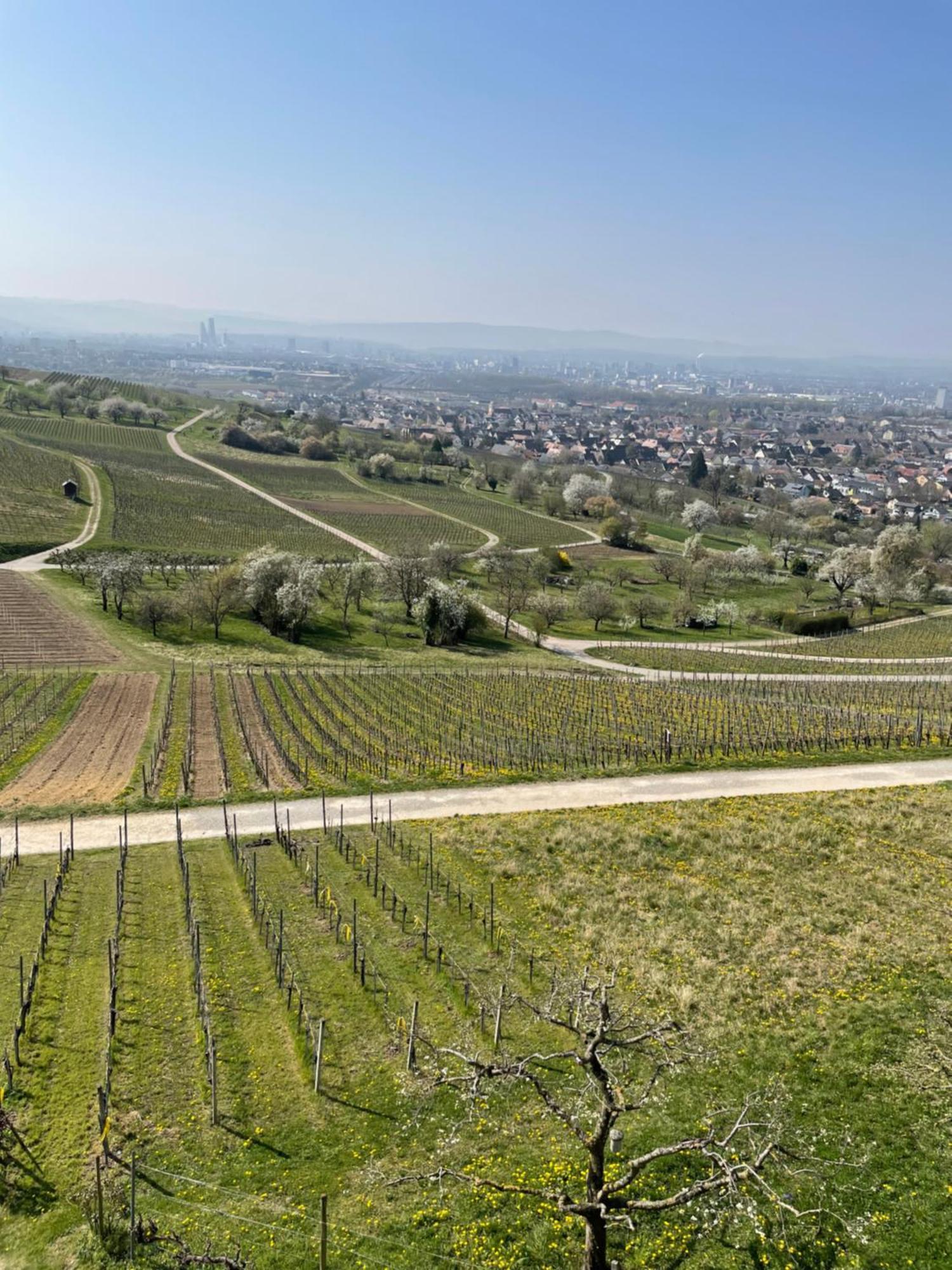 Landgasthof Rebstock Weil Am Rhein / Basel Otel Dış mekan fotoğraf